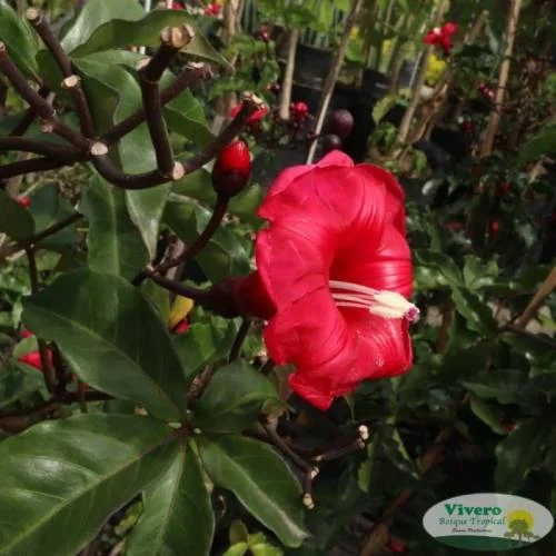 Vivero Bosque Tropical