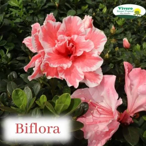 Biflora