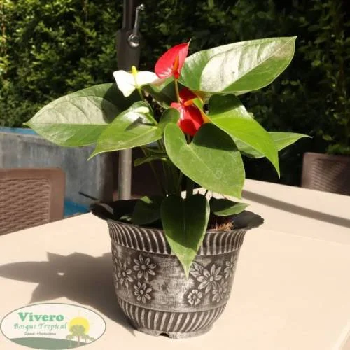 Flor del Anturio