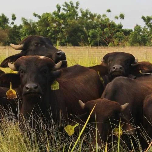 Búfalos raza Murrah 
