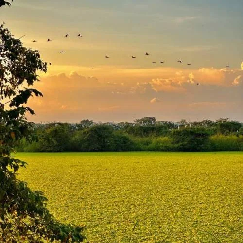 Hato Cristero