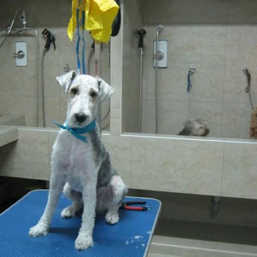 peluquería