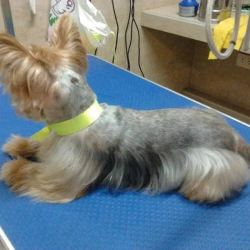 peluquería