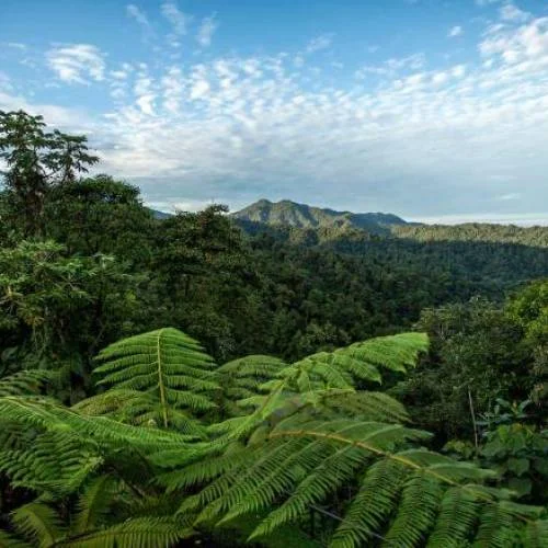 Bosque de Mashpi