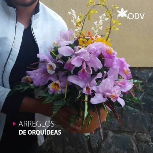 Orquídeas de Venezuela