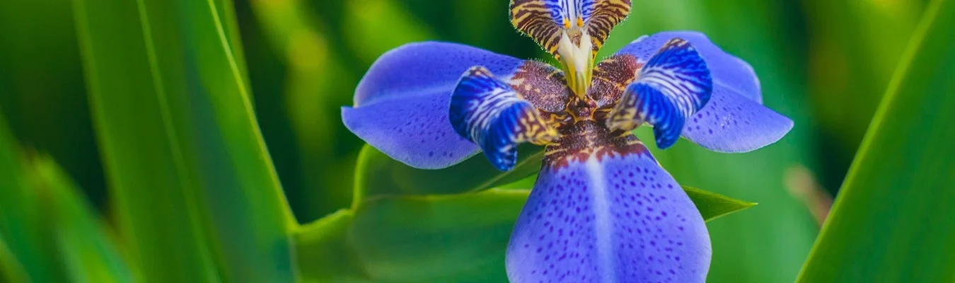 Vivero Orquiflor