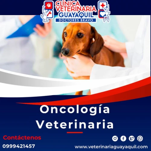 Oncología Veterinaria