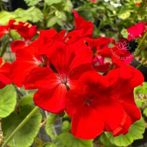 Vivero El Parque