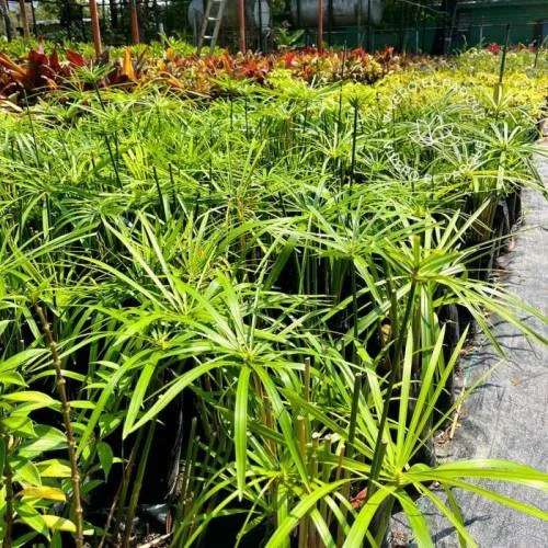 Vivero El Parque