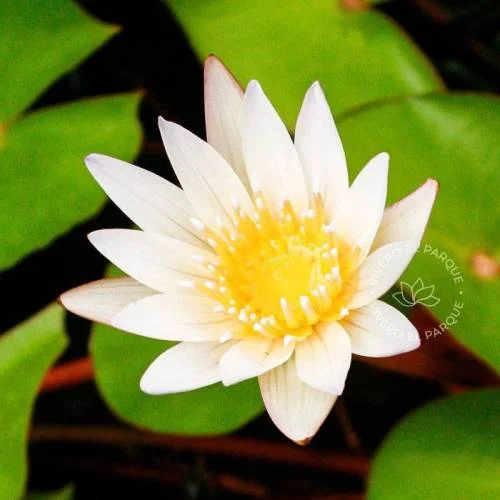 Flor de loto