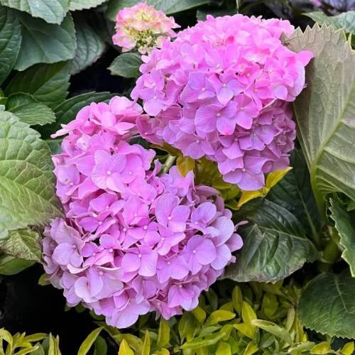 Vivero Florecer