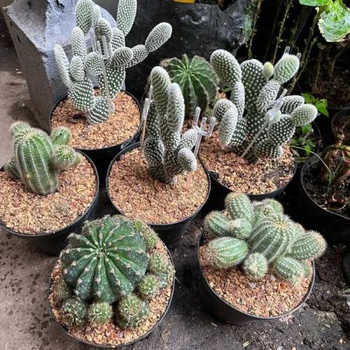 Vivero Florecer