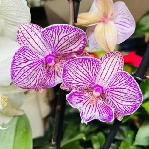 Orquídeas
