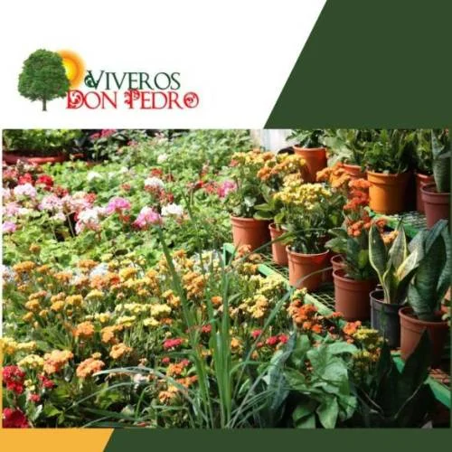 Viveros Don Pedro