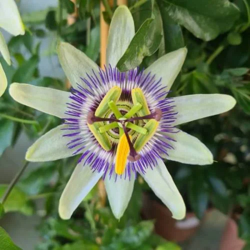 Passiflora