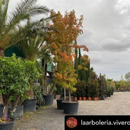 Viveros Rucat